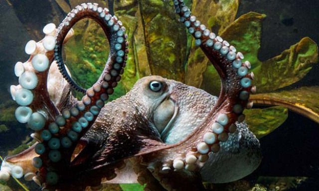 photo national aquarium new zealand photo national aquarium new zealand