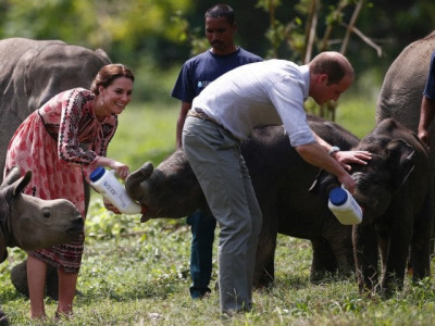royal couple feed baby rhinos elephants on india safari