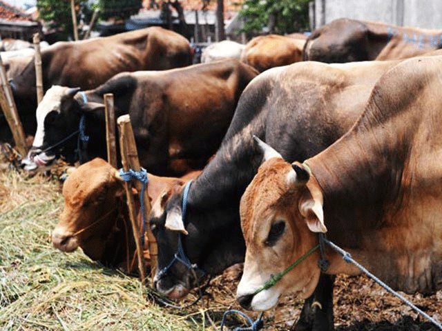 vaccine shortage stalls beef export