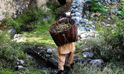 in wheat dominated area a pakistani farmer grows grapes