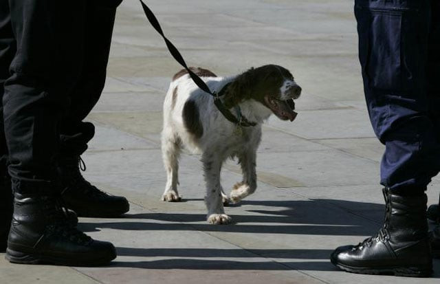 each dog has its own speciality in detecting goods photo reuters each dog has its own speciality in detecting goods photo reuters