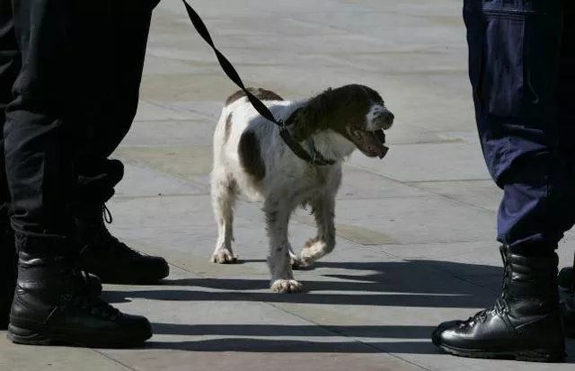 each dog has its own speciality in detecting goods photo reuters each dog has its own speciality in detecting goods photo reuters