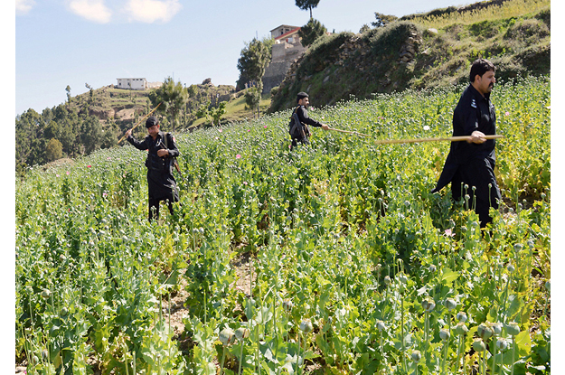 police officials seen destroying poppy crops photo nni