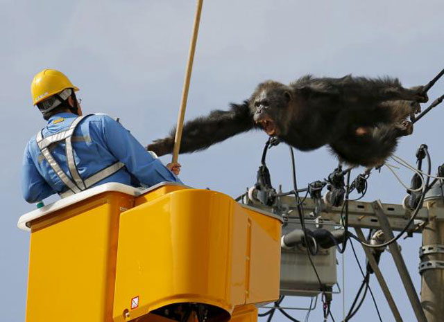 a veterinarian was lifted up in a cherry picker to shoot him with a tranquilizer gun photo reuters