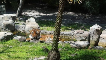 malayan tiger attacks kills florida zookeeper