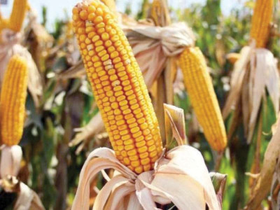 govt stops sale of gm corn seeds as pressure builds