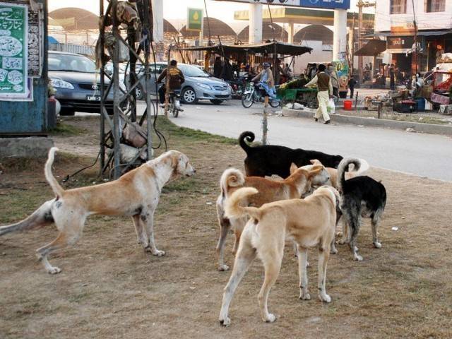 incidents of dog bites also occurred in almas tarpatar and jabar areas of asheri darra photo express file