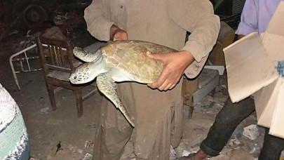 marine turtle rescued from water tank in kharadar marine turtle rescued from water tank in kharadar