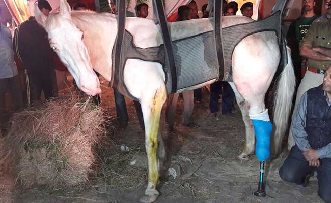 police horse shaktiman was given a prosthetic leg after his leg was badly broken photo courtesy ndtv