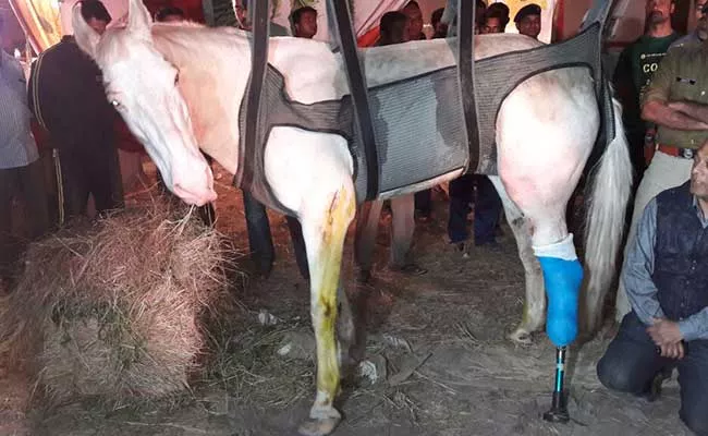 police horse shaktiman was given a prosthetic leg after his leg was badly broken photo courtesy ndtv police horse shaktiman was given a prosthetic leg after his leg was badly broken photo courtesy ndtv