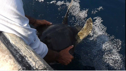 entangled ridley turtle rescued entangled ridley turtle rescued