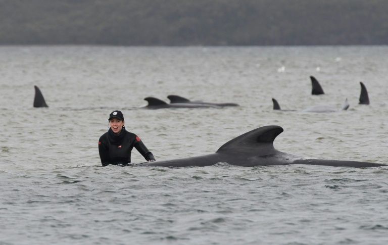 up to 90 whales have already died in the operation afp