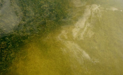 underwater zombie grass signals trouble for florida fishermen