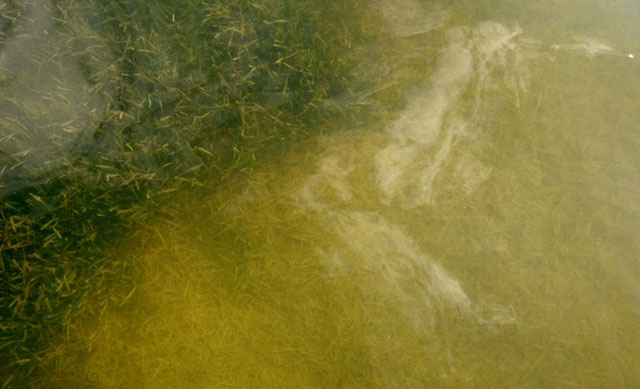 an area of healthy green seagrass is seen april 13 2016 next to a patch that is yellow and dying in florida bay off the tip of south florida between the atlantic ocean and the gulf of mexico ecologists say the lack of freshwater siphoned off to protect sugar cane farms has led to increasingly salty water that threatens the livelihoods of fishermen photo afp