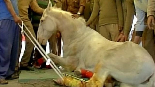 shaktiman was fitted with a prosthetic limb reportedly rushed in from the united states photo twitter