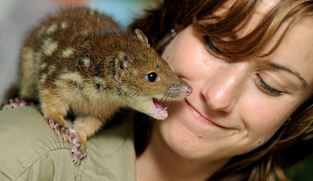 this file photo taken on november 3 2011 shows mammals keeper kylie hackshall gets close to a baby spotted tail quoll at wild life sydney photo afp
