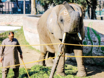 a day with suzi the elephant