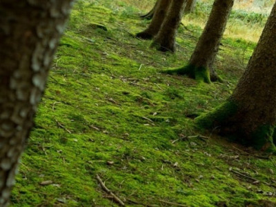 karsaz road case navy denies hand in chopping trees