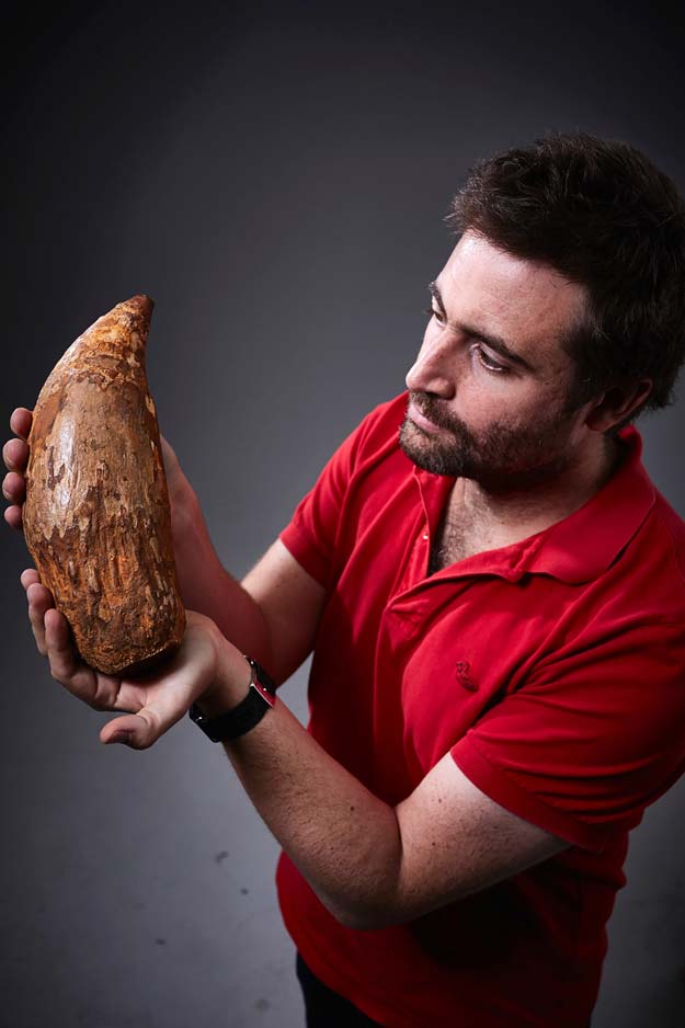 this hand out picture released by museum victoria on april 22 2016 shows erich fitzgerald a paleontologist at the museum victoria holding an extinct sperm whale tooth photo afp