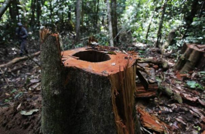 over two centuries old trees cut down over two centuries old trees cut down