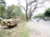 case registered over illegal tree cutting case registered over illegal tree cutting