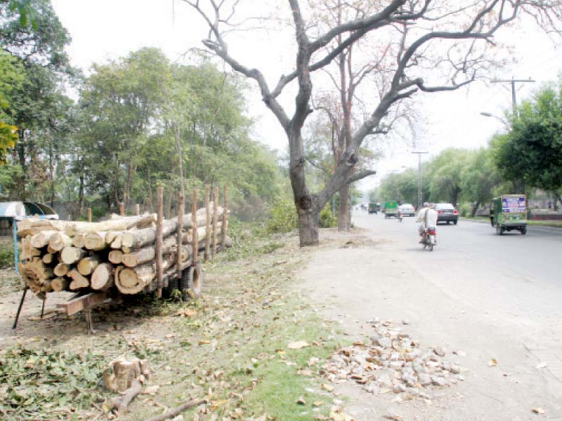 cutting trees photo express file