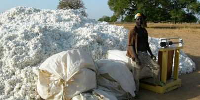 top african producer bans gm cotton