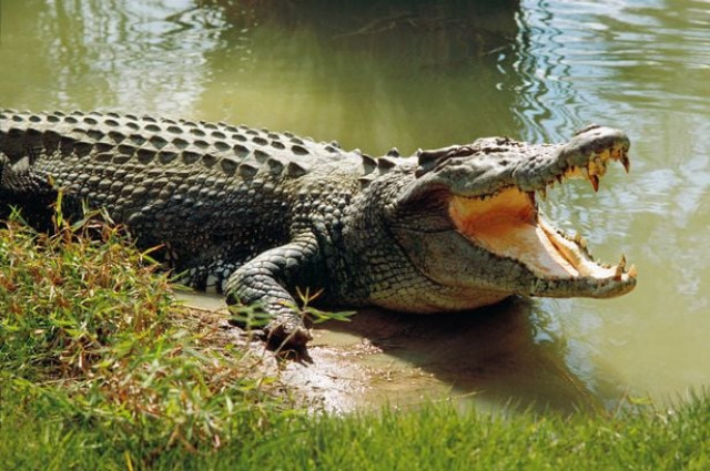 cambodian killed by 40 crocodiles after falling in enclosure cambodian killed by 40 crocodiles after falling in enclosure