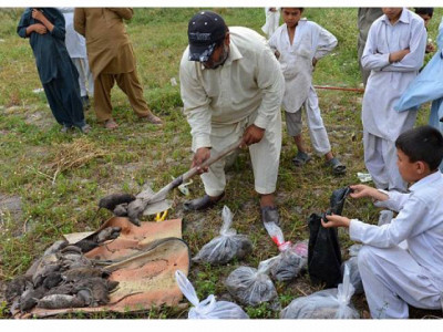 verminator strikes administration intensifies rat killing campaign verminator strikes administration intensifies rat killing campaign