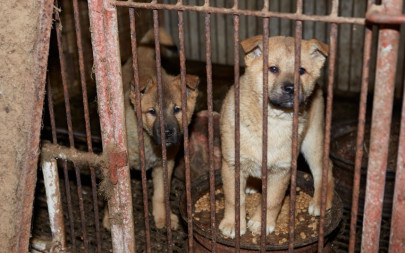 korean dog meat farmers seek fresh start korean dog meat farmers seek fresh start