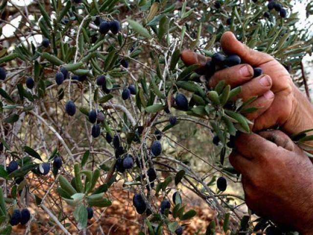 behind hazara division s olive boom