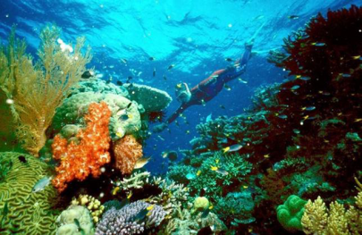 half australia s great barrier reef northern coral dead or dying scientists say half australia s great barrier reef northern coral dead or dying scientists say