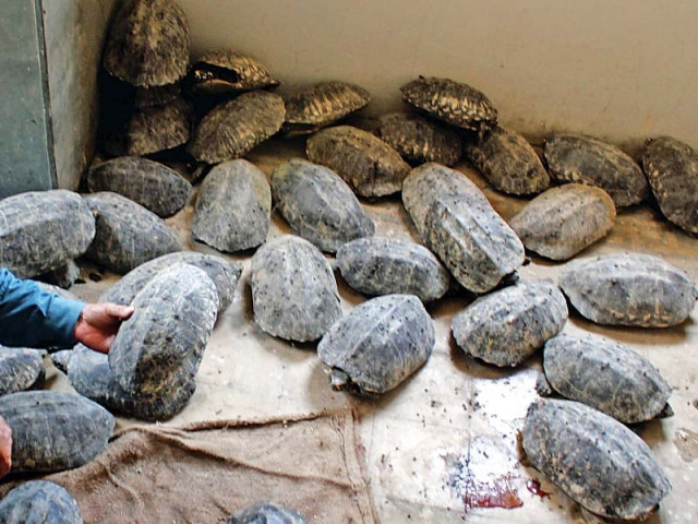 wildlife officials caught during a raid 170 black horn turtles being smuggled from punjab the turtles were later released into keenjhar lake photo athar khan express wildlife officials caught during a raid 170 black horn turtles being smuggled from punjab the turtles were later released into keenjhar lake photo athar khan express