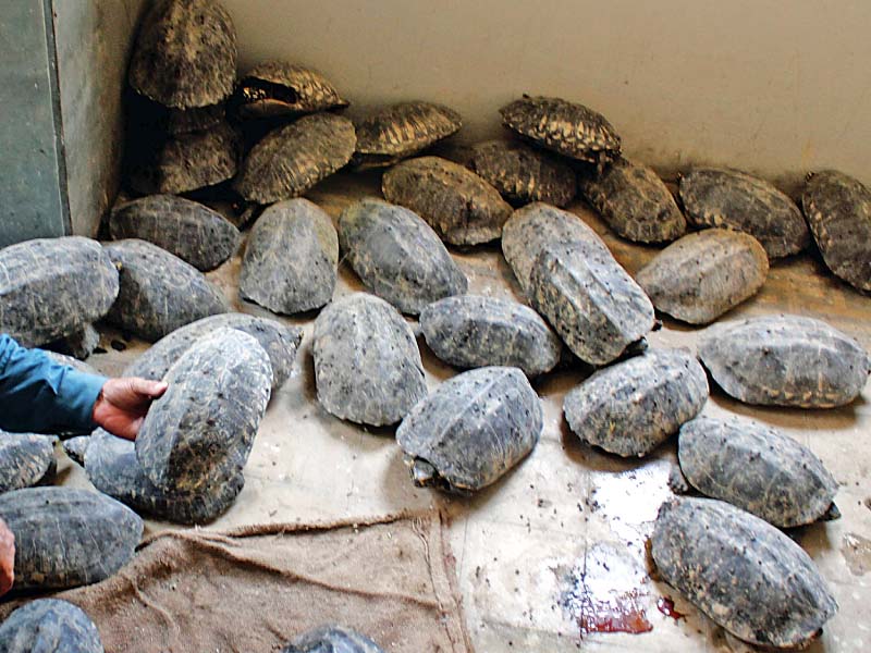 wildlife officials caught during a raid 170 black horn turtles being smuggled from punjab the turtles were later released into keenjhar lake photo athar khan express