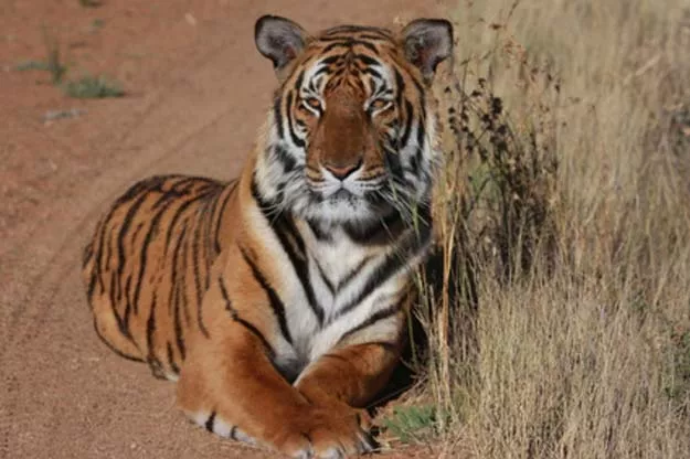 representational photo leon marshall via national geographic representational photo leon marshall via national geographic