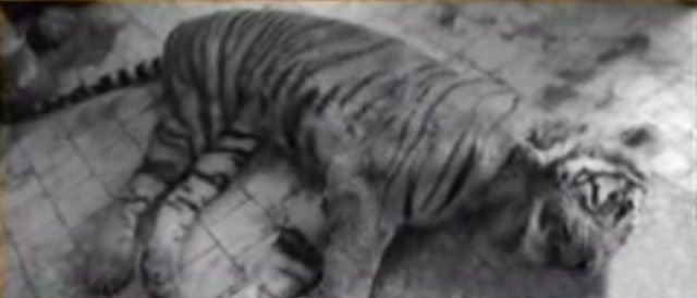 raju the tiger dies at karachi zoo