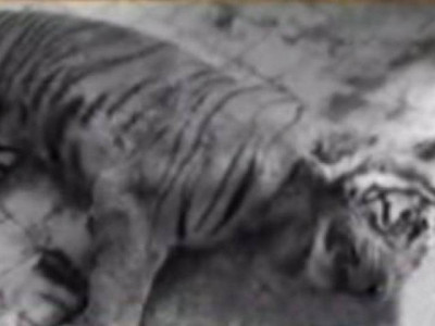 tragic end karachi zoo loses tiger to kidney failure tragic end karachi zoo loses tiger to kidney failure