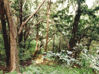 floods landslides parliamentarians hit out at forest departments for failing to control deforestation