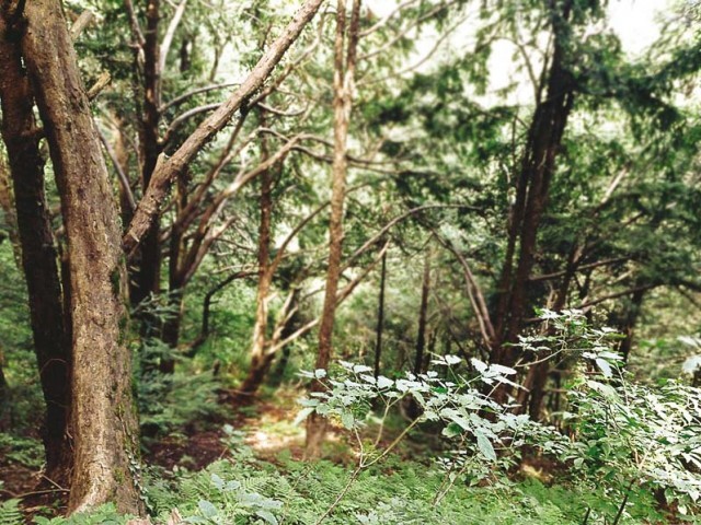 reject officials claim that politically backed groups involved in illegal cutting of trees photos hamid khan