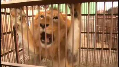 33 rescued lions flown from peru to south africa 33 rescued lions flown from peru to south africa