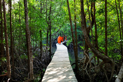 cambodia to add 1 million hectares of protected forest cambodia to add 1 million hectares of protected forest