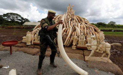 kenya torches world s biggest ivory bonfire to save elephants kenya torches world s biggest ivory bonfire to save elephants
