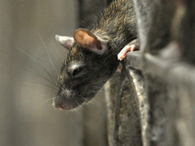 demonstrators urge choohas to leave peshawar