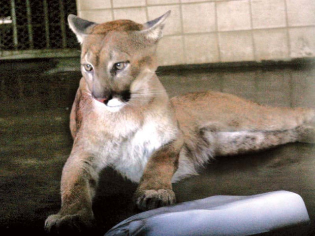 zuri in the picture and perci were born to vinee and cuba in 2013 and 2014 respectively they have now been joined by three siblings photo athar khan express zuri in the picture and perci were born to vinee and cuba in 2013 and 2014 respectively they have now been joined by three siblings photo athar khan express