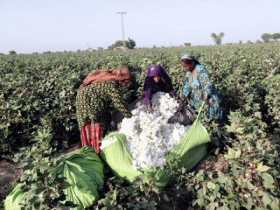 still struggling pro labour legislation has not helped women cotton pickers still struggling pro labour legislation has not helped women cotton pickers