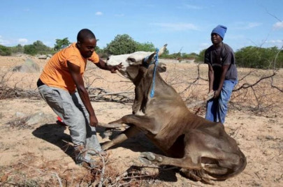 severe drought forces zimbabwe to sell off wildlife severe drought forces zimbabwe to sell off wildlife
