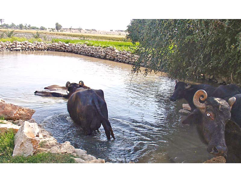 chaudhry akhtar set up his own biogas plant 12 years ago after being denied access to a regular gas connection due to political influence photo express