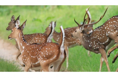 protecting wildlife our duty is not to just fine poachers but to end illegal hunting lahore city