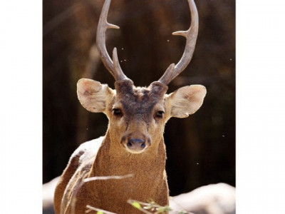 thanks to facebook pictures help book 3 deer hunting mps thanks to facebook pictures help book 3 deer hunting mps