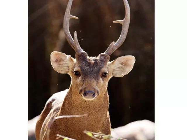 they posed over the carcases and later posted the image onto facebook on may 3 photo wwf org pk